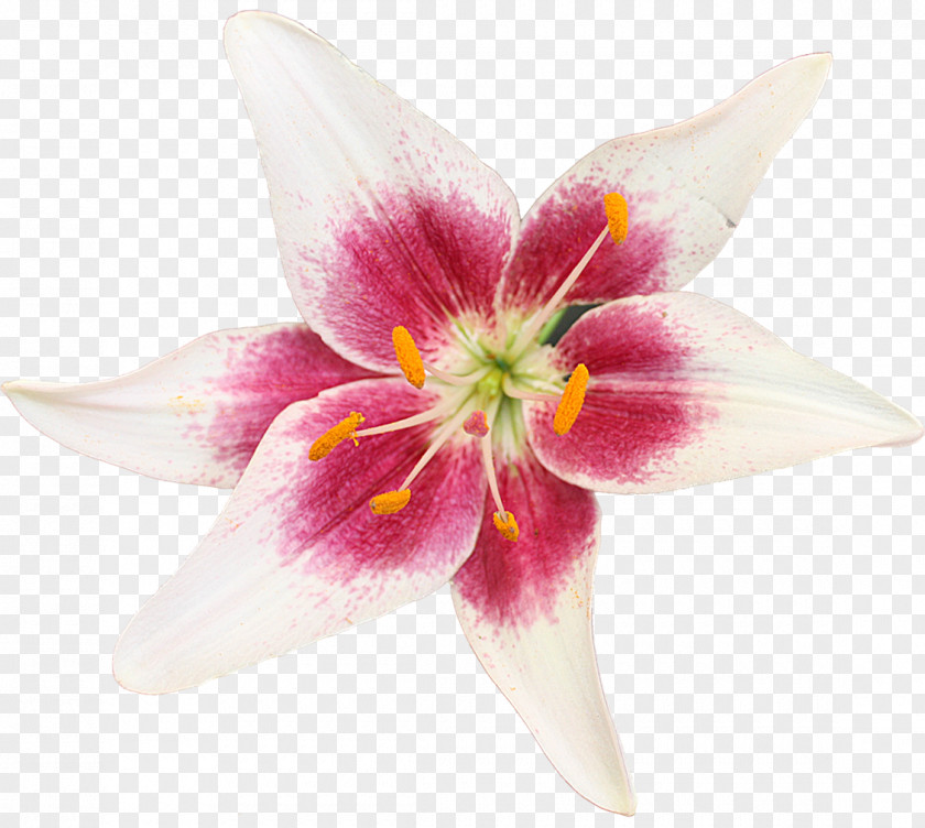 Cut Flowers Petal Herbaceous Plant PNG