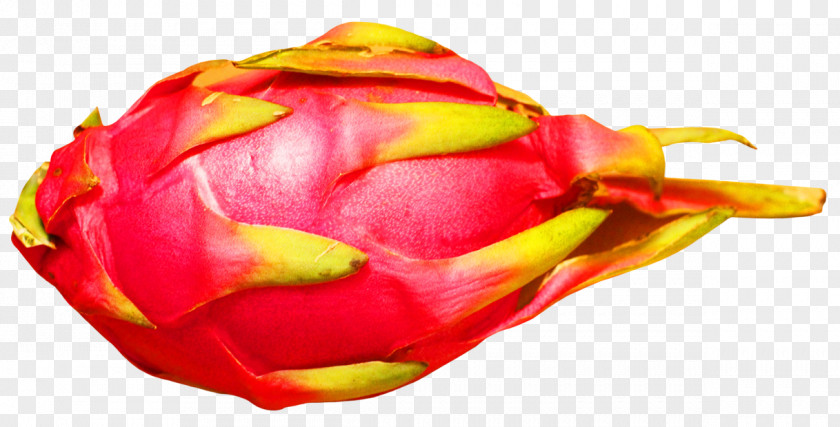 Dragon Fruit Pitaya PNG