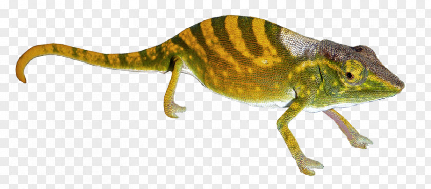 Gecko Chameleons Transparency And Translucency PNG