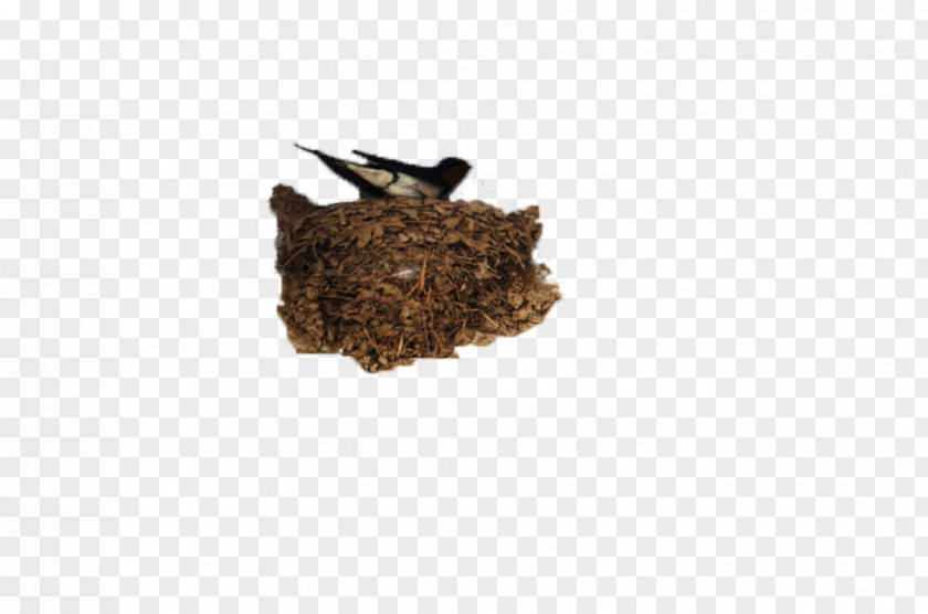 Nest In The Family Yan Barn Swallow Pxe4xe4skysenpesxe4keitto PNG