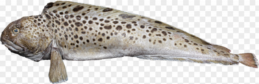 Spotted Wolffish Atlantic Animal Trout PNG