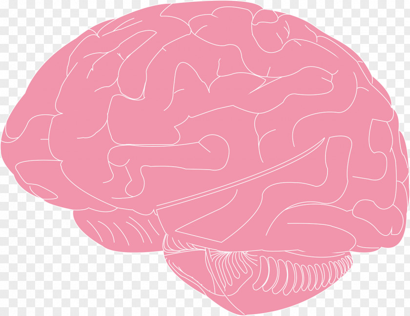 Brain Human Sunifiram Clip Art PNG