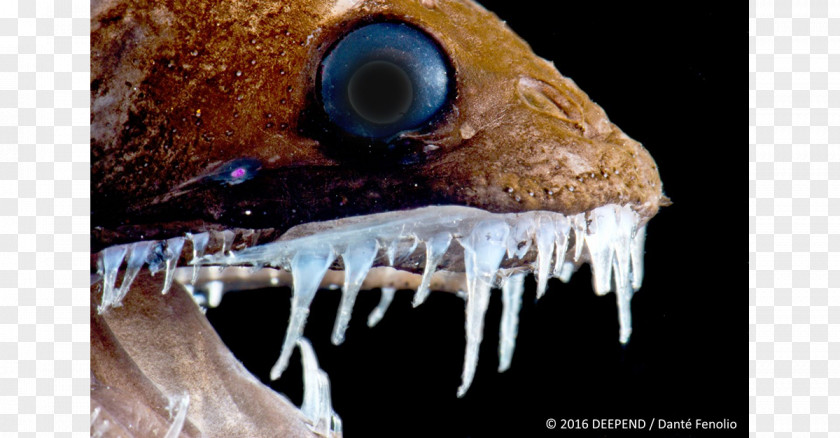 Deep Sea Creature Viperfish Deep-sea Dragonfish Bathyal Zone PNG