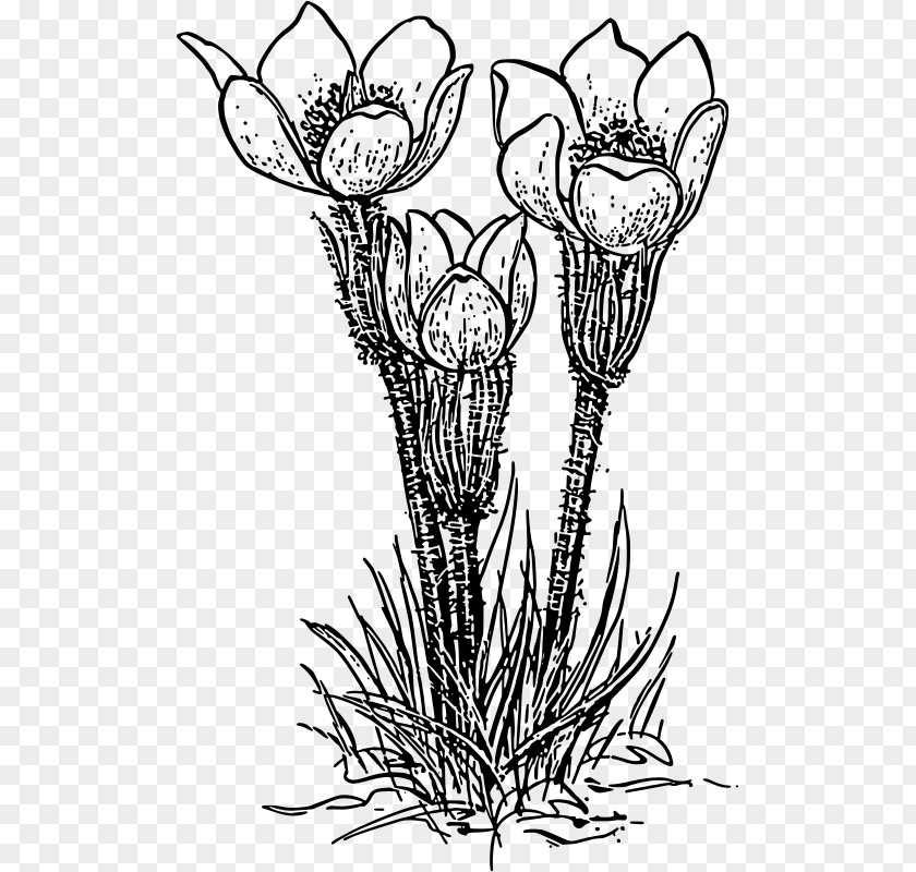 Flower Crocus Vernus Clip Art PNG