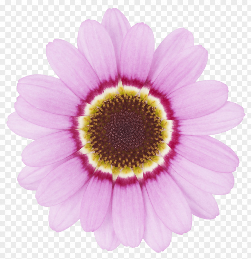 Flower Transvaal Daisy Chrysanthemum Common Argyranthemum Frutescens PNG