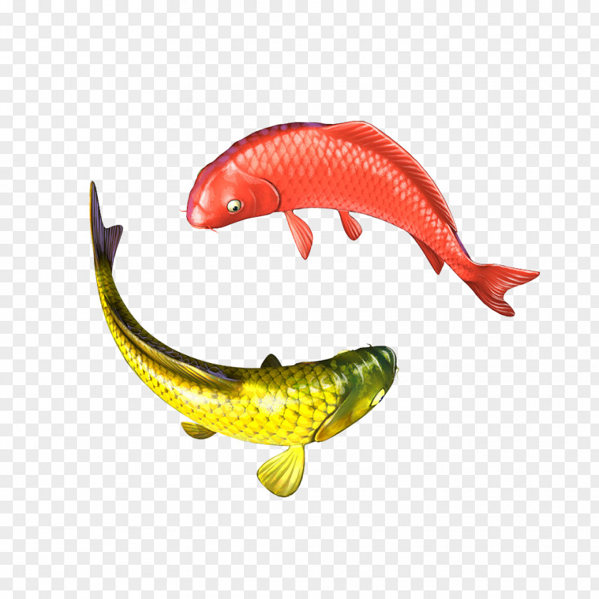 Maracatu Koi Carp Fish Image Illustration PNG