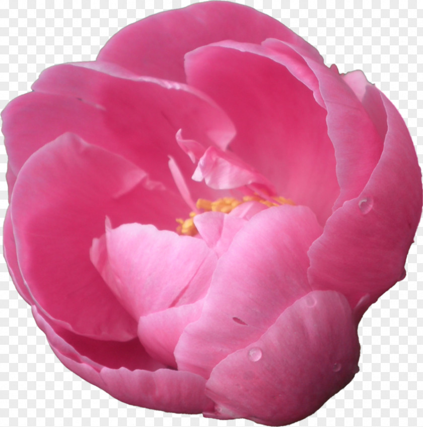 Peonies Transparent Background Image Resolution Display PNG