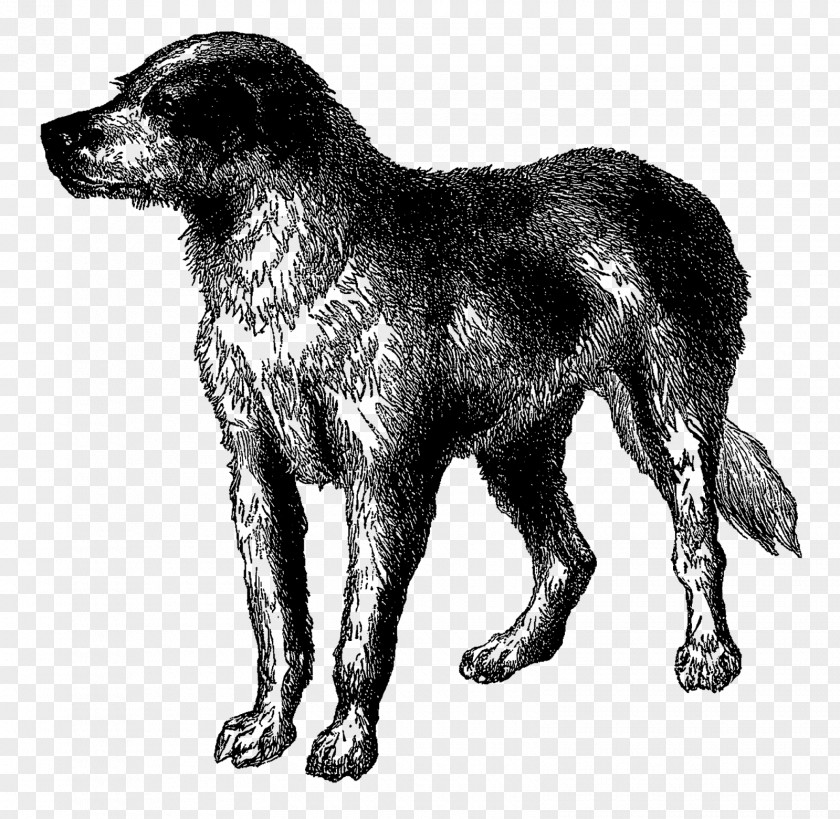 Puppy Dog Breed Newfoundland Rare (dog) Great Dane Greyhound PNG