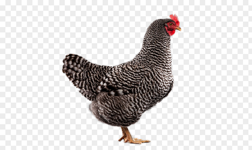 Speckled Rooster Plymouth Rock Chicken Leghorn Sussex ISA Brown PNG