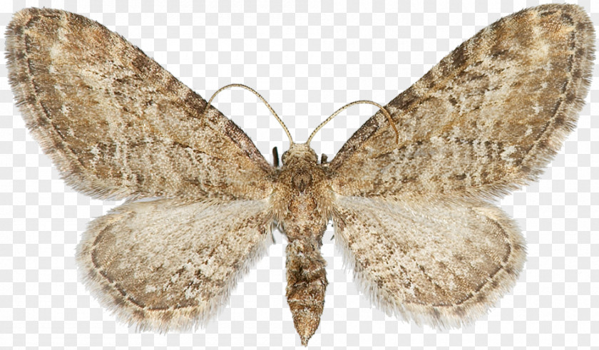 Butterfly Nymphalidae Bombycidae Moth PNG