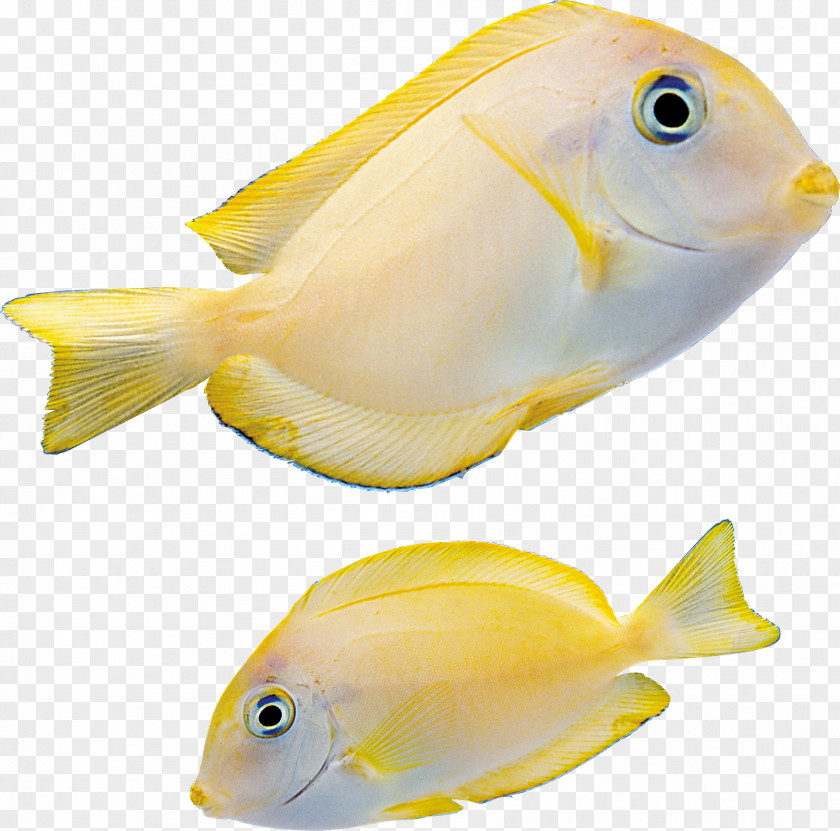 Fish PhotoScape ICO PNG