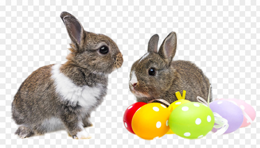 HD Two Cute Rabbits Easter Bunny Egg Rabbit Photography PNG