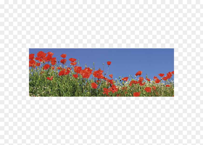 Panorama Common Poppy Flowering Plant Wildflower PNG
