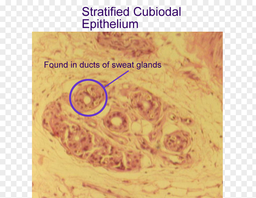 Simple Cuboidal Epithelium Stratified Tissue Columnar PNG