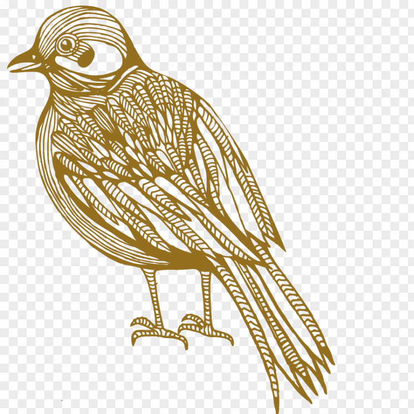 Vector Flying Bird Cartoon Photography Illustration PNG