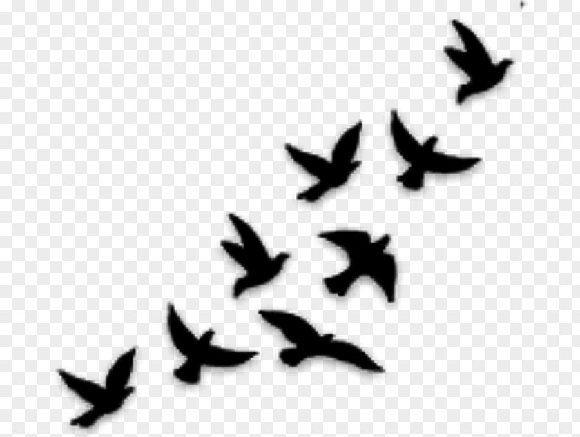 Bird Flock Migration Wing Stencil PNG