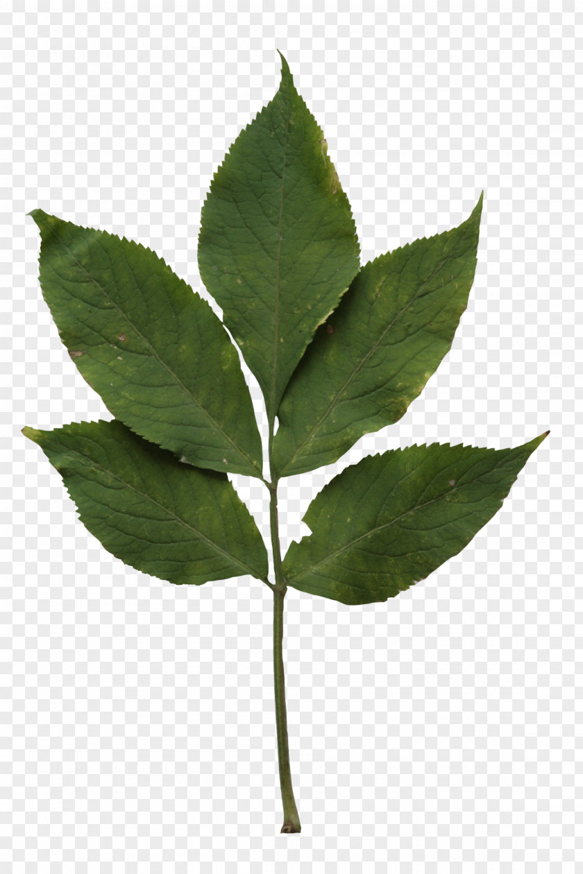 Cannabis Marijuana Sativa Différence Plant Stem PNG