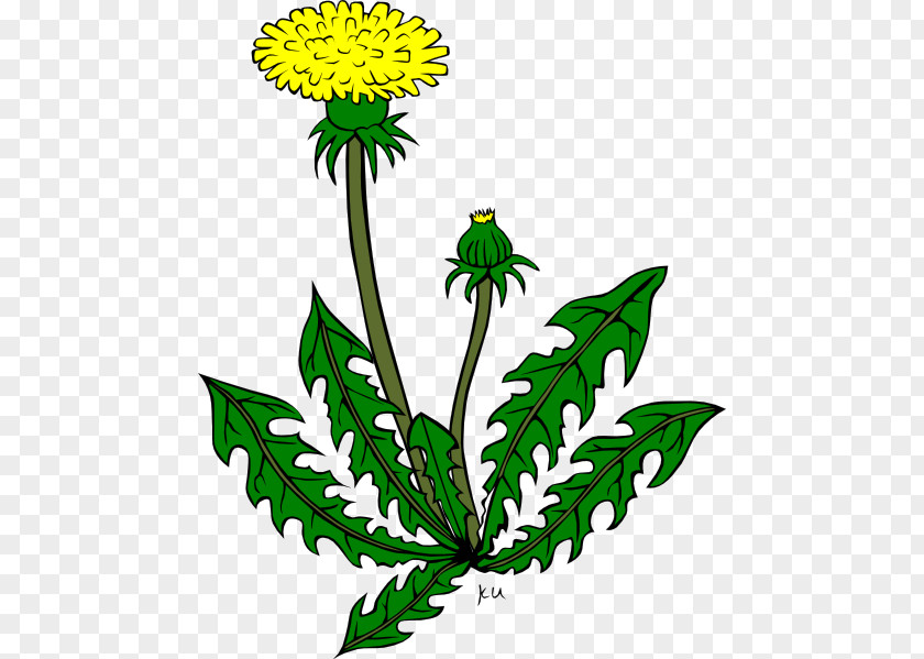 Flower Weeds Cliparts Common Dandelion Clip Art PNG