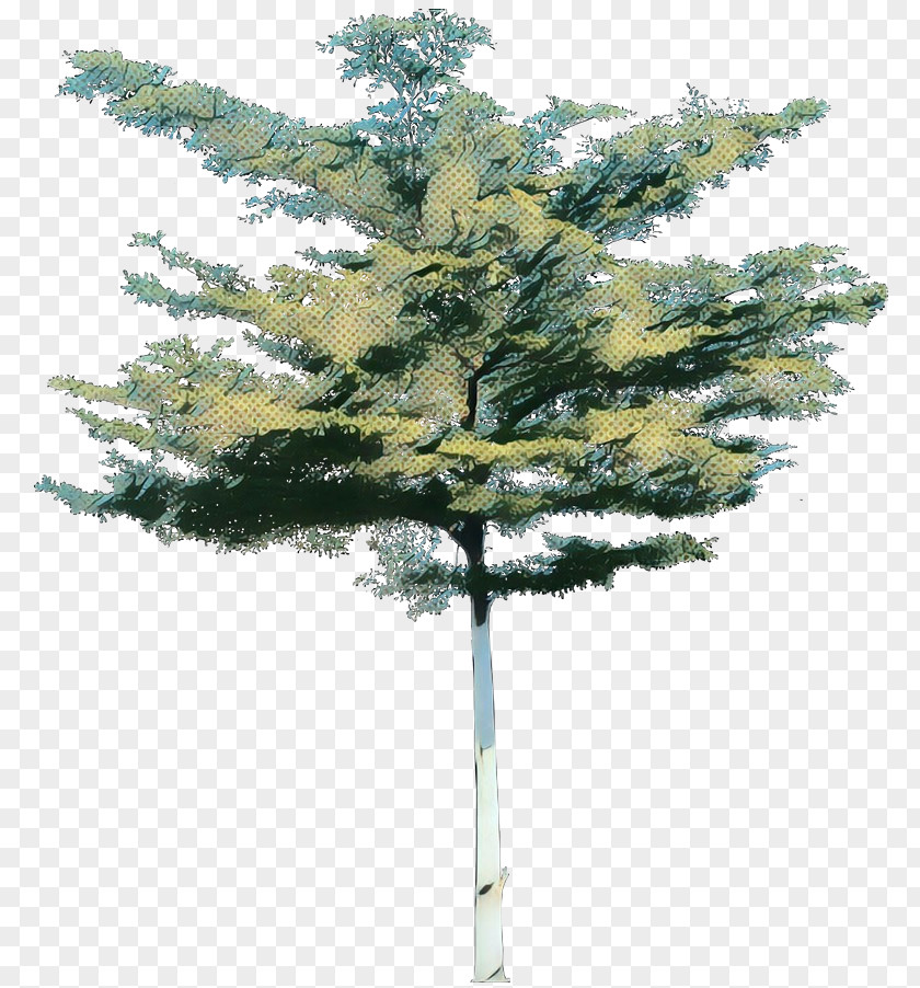 Larch Cypress Family Tree Background PNG