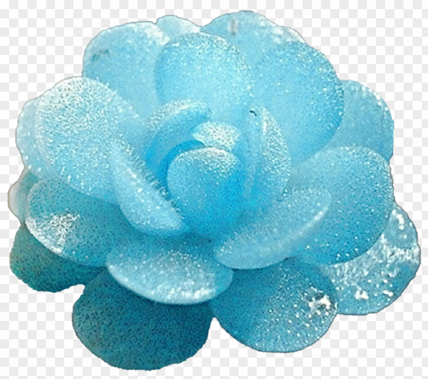 Succulent Blue Ice Plant Turquoise PNG