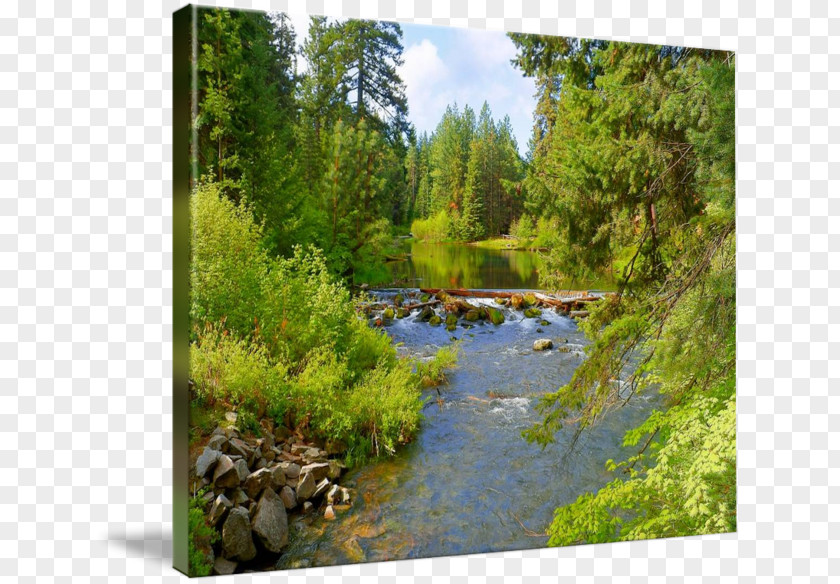 Water Resources Riparian Zone Nature Reserve Stream Lake Ecosystem PNG