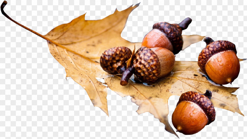 Acorns Earring Superfood Belle&Bei DaWanda Fruit PNG