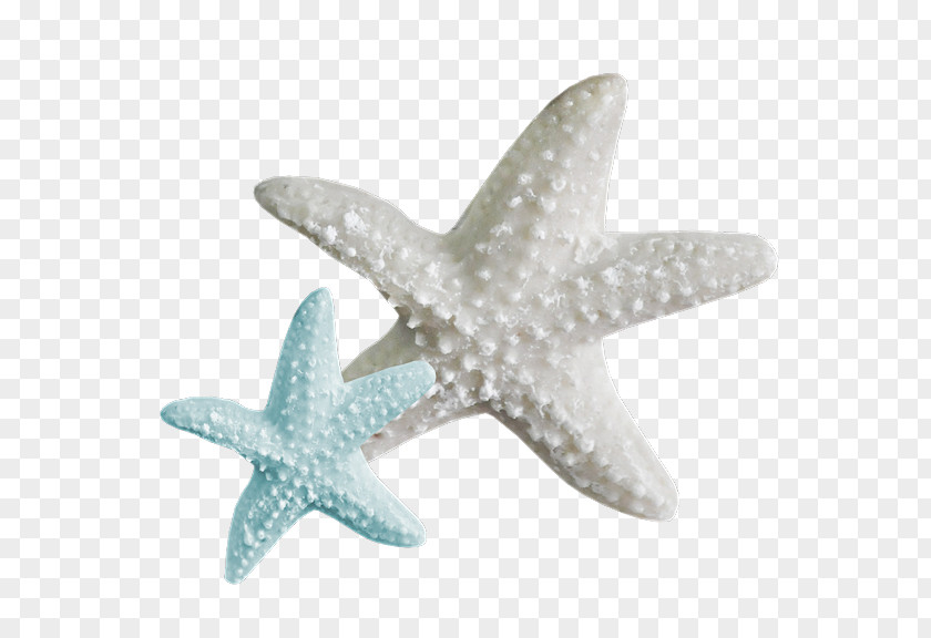 Beach A Sea Star Desktop Wallpaper Clip Art PNG