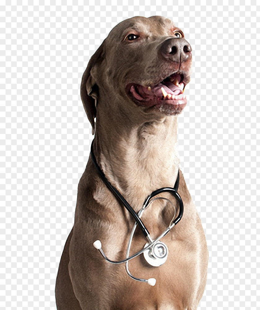 Beech House Vets Dog Breed Weimaraner Neurology Medicine Veterinarian PNG