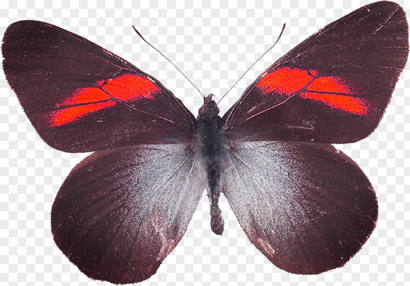 Butterfly Moth PNG