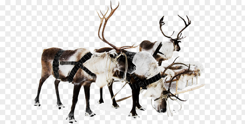 Reindeer Santa Claus Christmas Decoration Ornament PNG