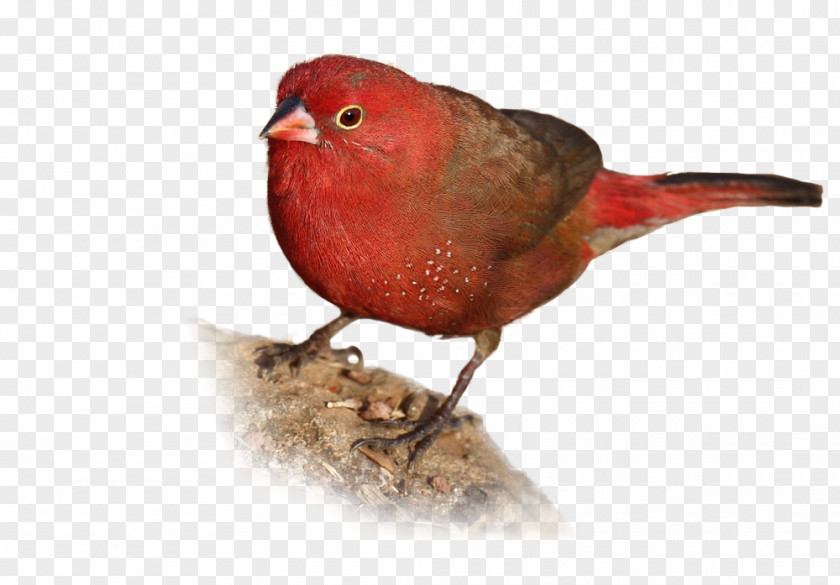 Bird House Finch Malachite Kingfisher Finches PNG