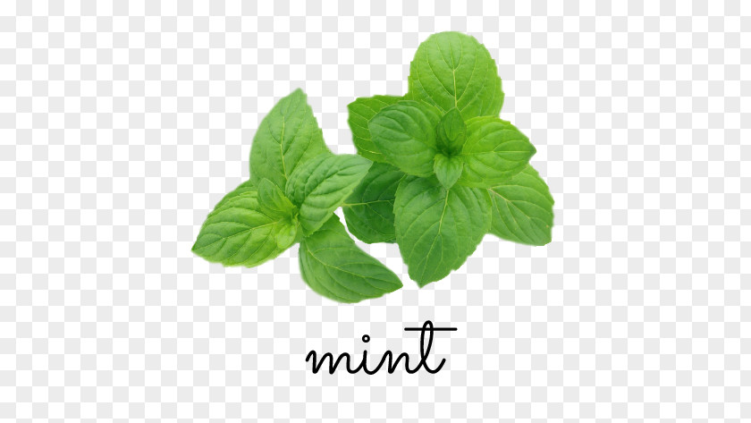 Garden Green The Peppermint Supplement: Alternative Medicine For A Healthy Body Basil Mojito Wild Mint PNG