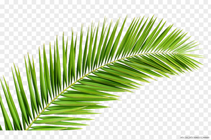 Grass Palm Trees Palm-leaf Manuscript Branch Illustration PNG