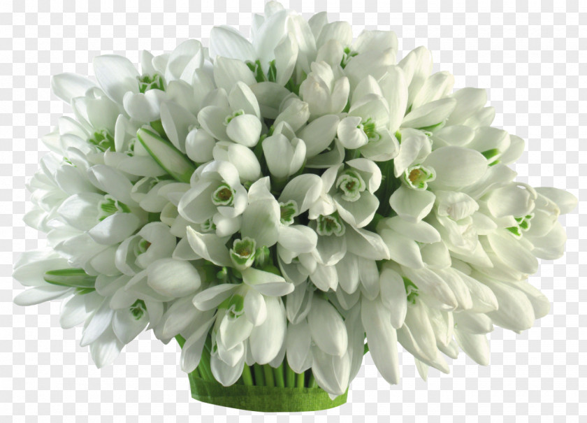 Snowdrop Galanthus Nivalis Flower Bouquet Cut Flowers Bulb PNG