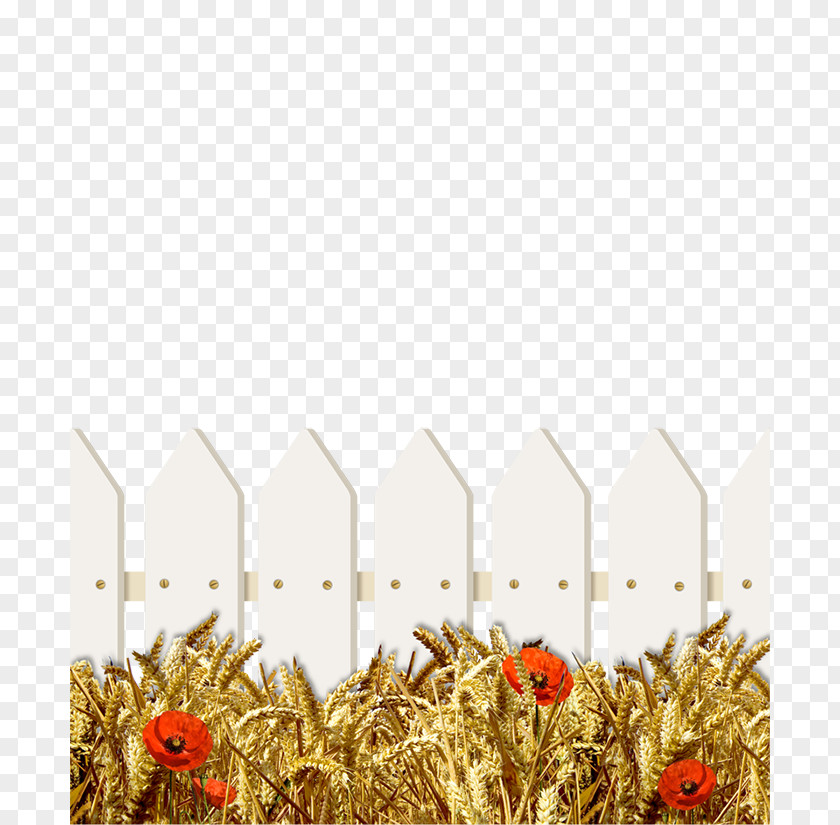Wheat Grasses Fence Ear Poppy PNG