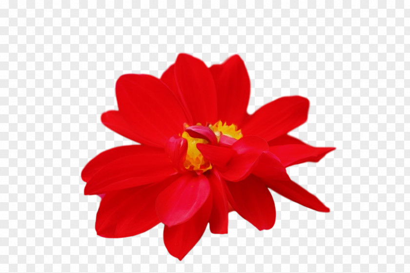 Flower Daisy Family Petal Red Herbaceous Plant PNG