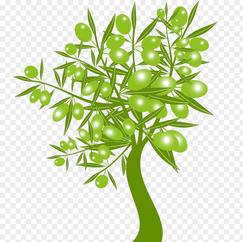 Olive Tree Download Stock Photography Clip Art PNG