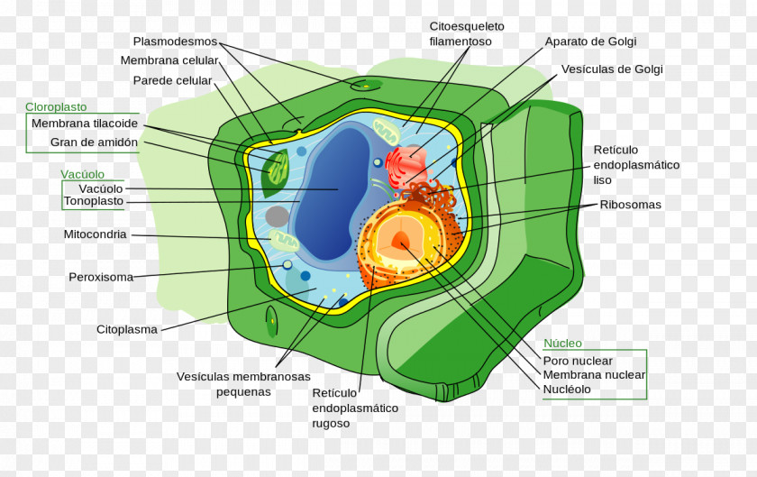 Plant Anatomy Cell Nucleus Wall PNG