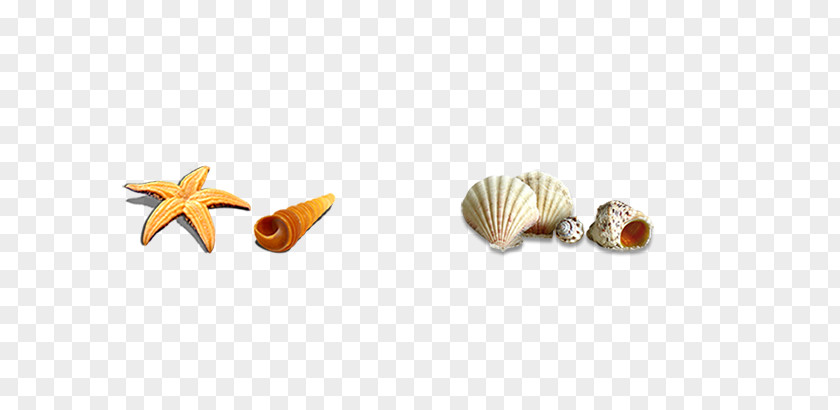 Shell Seashell Download Icon PNG
