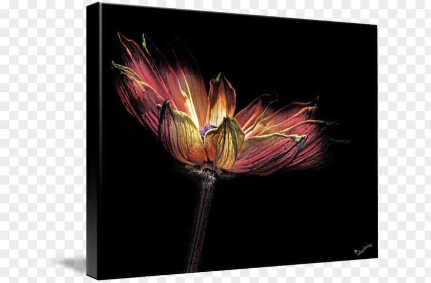 Tulip Modern Art Desktop Wallpaper Petal PNG