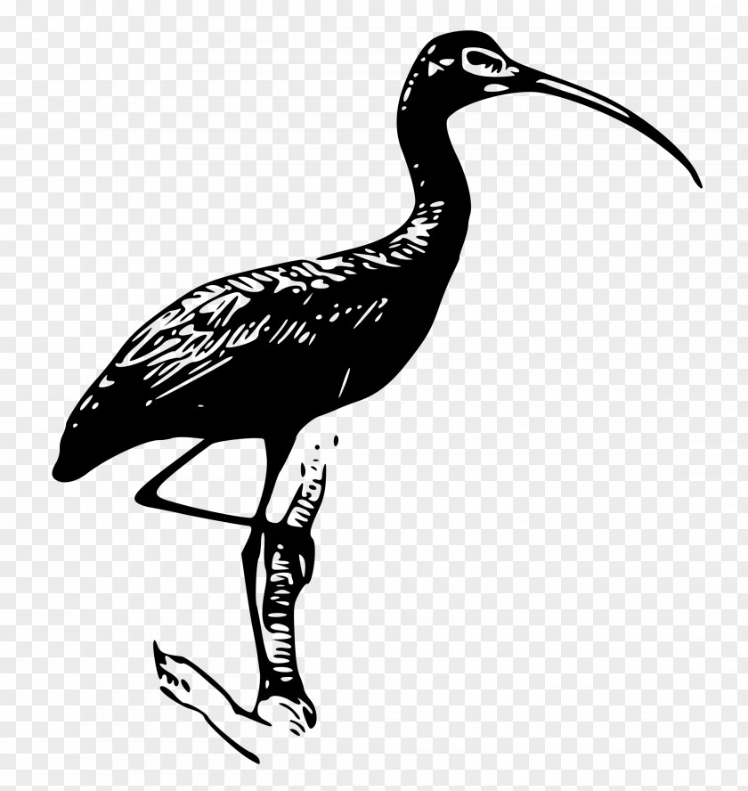 Wildlife Shorebird Crane Bird PNG