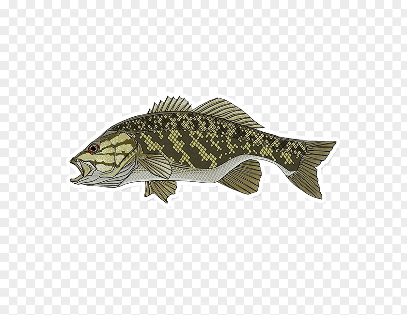 Fishing Smallmouth Bass Largemouth Clip Art PNG