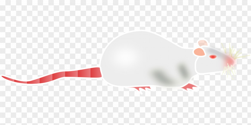 Rat & Mouse Rodent Murids PNG