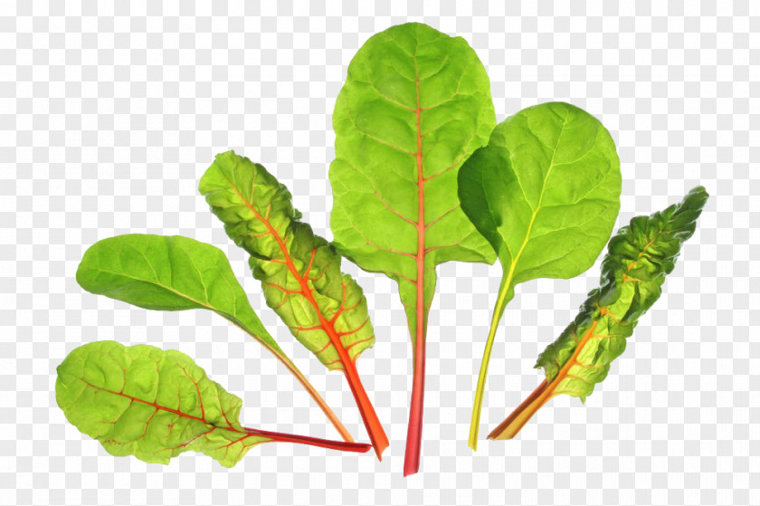 Beet Leaves Free Download Chard Sea Biotin Plant PNG