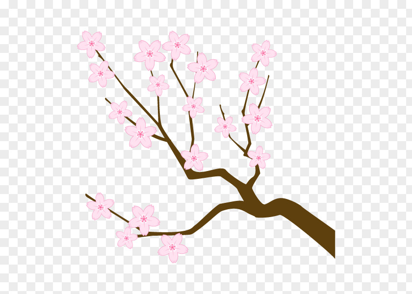 Cherry Blossom Branch Illustration Twig Tree PNG