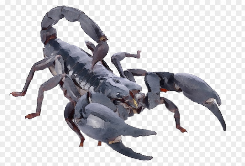 Decapoda Claw Scorpion Arachnid Spider Animal Figure Terrestrial PNG
