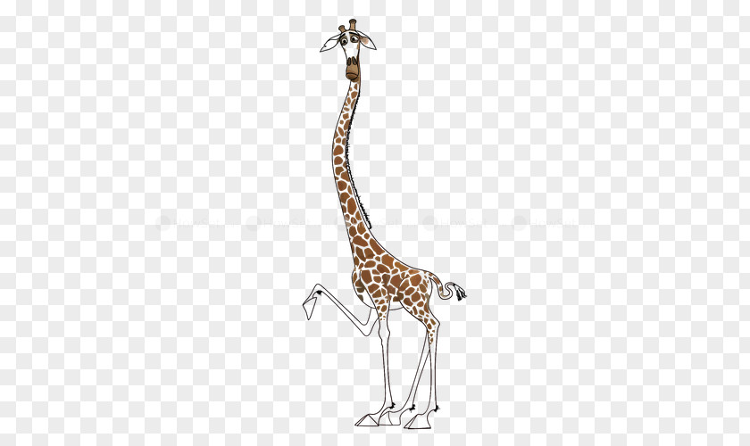 Giraffe Neck Terrestrial Animal Wildlife PNG