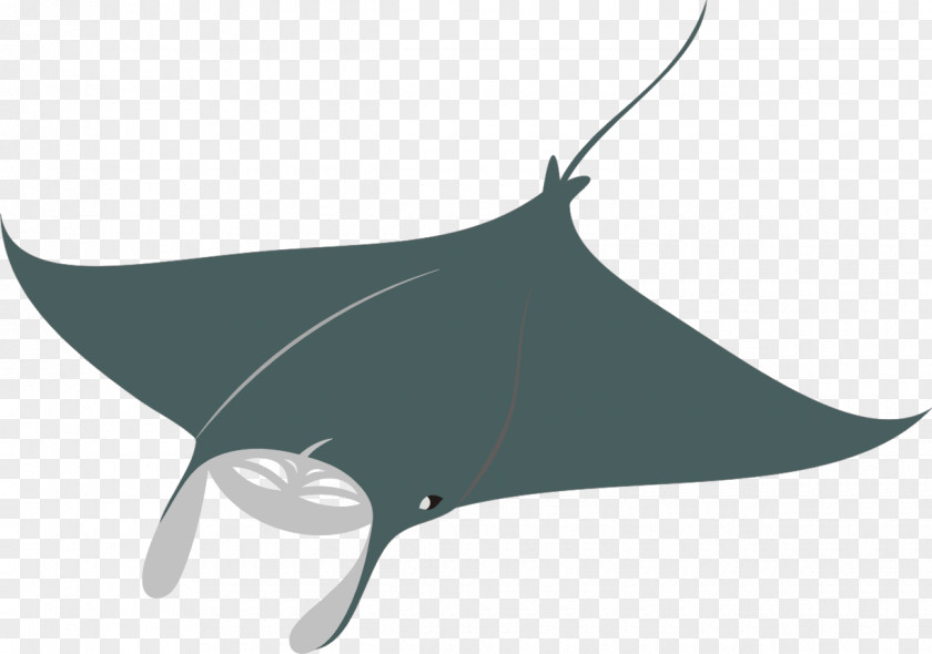 Manta Fitness Logo Shark Giant Oceanic Ray Fish Whiptail Stingray PNG