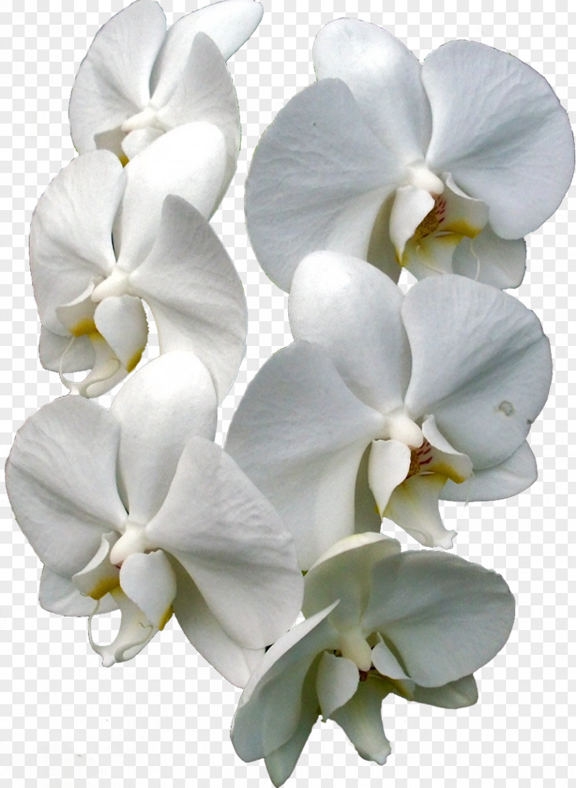 Moth Orchids Cut Flowers Plant PNG