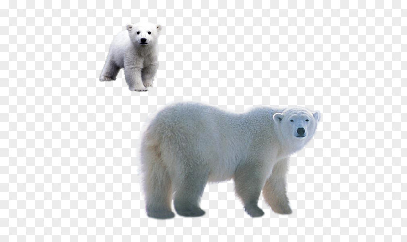 Polar Bears Material Bear Brown Clip Art PNG